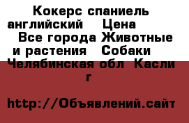 Кокерс спаниель английский  › Цена ­ 4 500 - Все города Животные и растения » Собаки   . Челябинская обл.,Касли г.